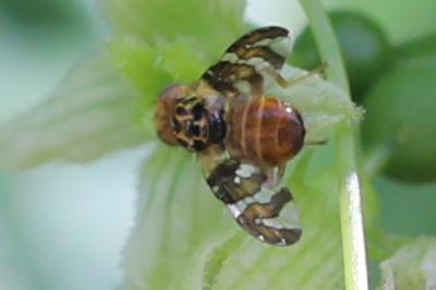 <i>Goniglossum wiedemanni</i>