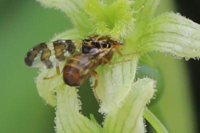 <i>Goniglossum wiedemanni</i>