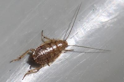 <i>Ectobius pallidus</i>