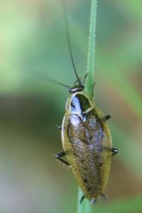 <i>Ectobius sylvestris</i>