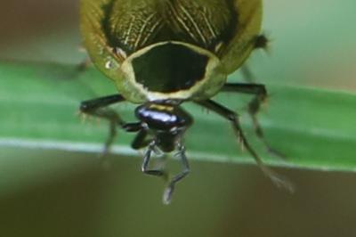 <i>Ectobius sylvestris</i>