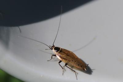 <i>Ectobius sylvestris</i>