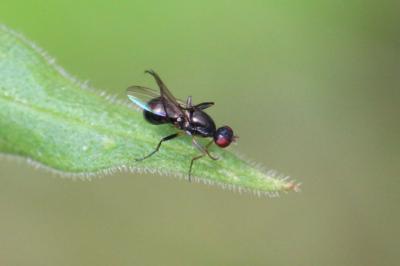 <i>Nemopoda nitidula</i>