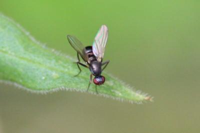 <i>Nemopoda nitidula</i>