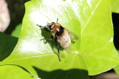 <i>Merodon equestris</i>