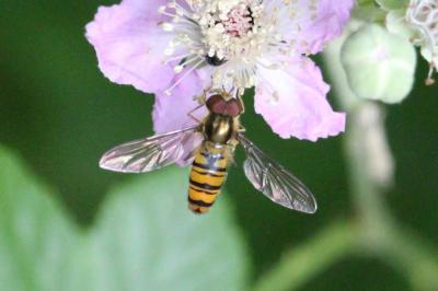 <i>Episyrphus balteatus</i>