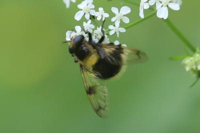 <i>Volucella bombylans</i>