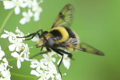 <i>Volucella bombylans</i>