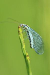 <i>Chrysopa perla</i>