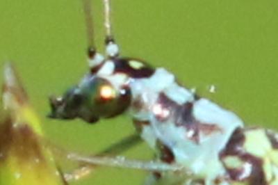<i>Chrysopa perla</i>