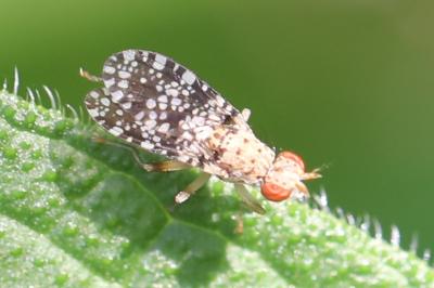 <i>Trypetoptera punctulata</i>