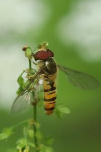 <i>Episyrphus balteatus</i>