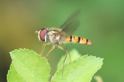 <i>Episyrphus balteatus</i>