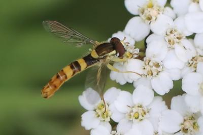 <i>Sphaerophoria scripta</i>
