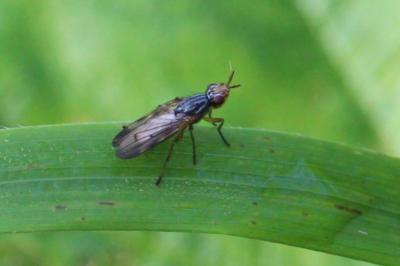 <i>Dorycera graminum</i>