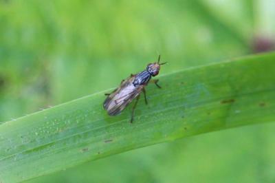 <i>Dorycera graminum</i>