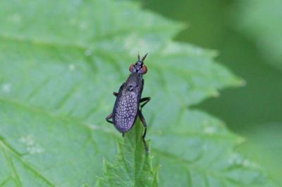 <i>Coremacera marginata</i>