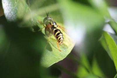 <i>Chrysotoxum</i>