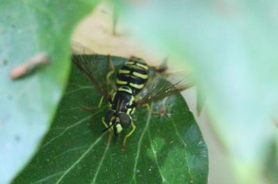 <i>Chrysotoxum</i>