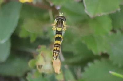 <i>Sphaerophoria scripta</i>