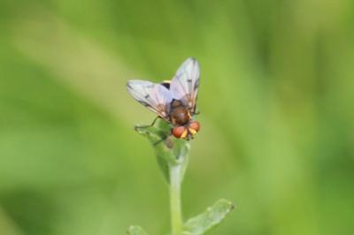 <i>Ectophasia</i>