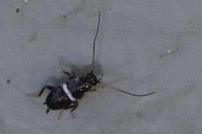 <i>Planuncus vinzi</i>