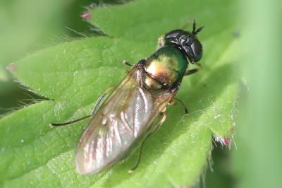 <i>Chloromyia formosa</i>