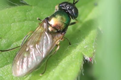 <i>Chloromyia formosa</i>