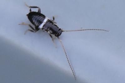 <i>Planuncus vinzi</i>