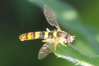 <i>Sphaerophoria scripta</i>