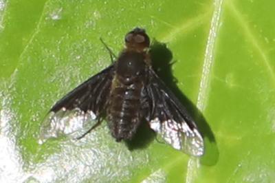 <i>Hemipenthes morio</i>