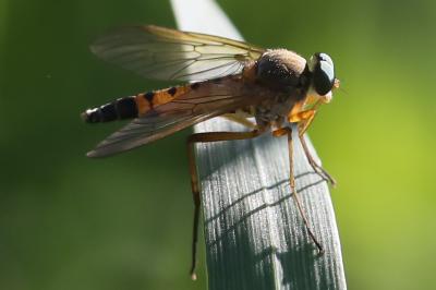 <i>Rhagio tringarius</i>