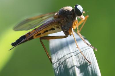 <i>Rhagio tringarius</i>