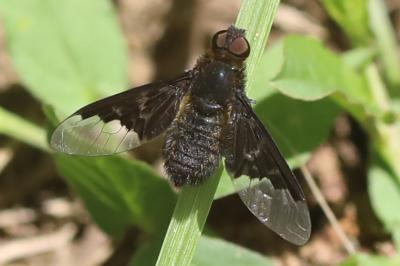 <i>Hemipenthes morio</i>