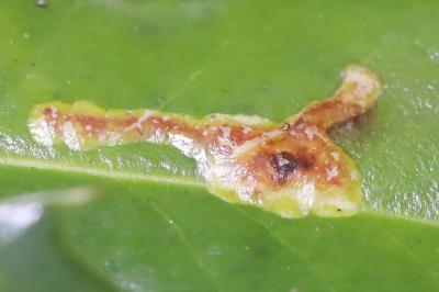 <i>Phytomyza ilicis</i>