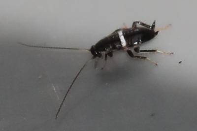 <i>Planuncus vinzi</i>