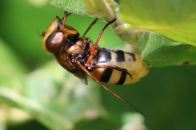 <i>Volucella zonaria</i>