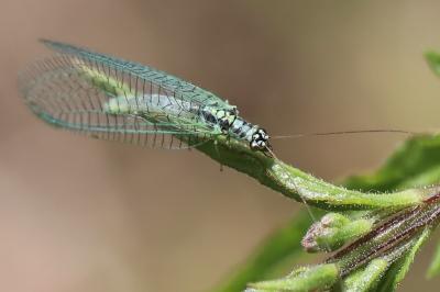 <i>Chrysopa perla</i>
