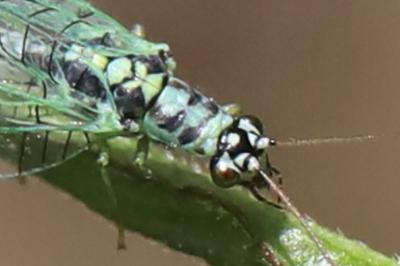 <i>Chrysopa perla</i>