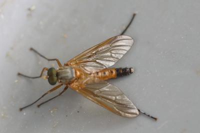 <i>Rhagio tringarius</i>