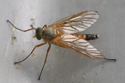 <i>Rhagio tringarius</i>