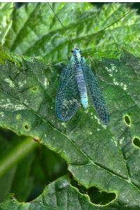 <i>Chrysopa</i>