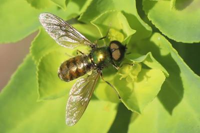 <i>Chloromyia formosa</i>