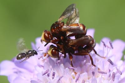Sicus ferrugineus
