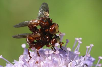 <i>Sicus ferrugineus</i>