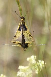 <i>Libelloides longicornis</i>