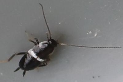 <i>Planuncus vinzi</i>
