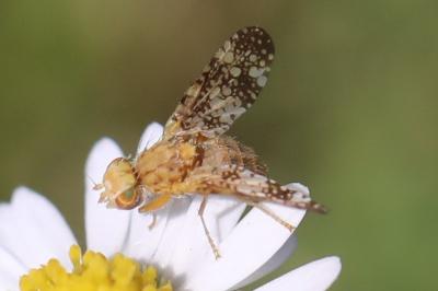 <i>Oxyna flavipennis</i>
