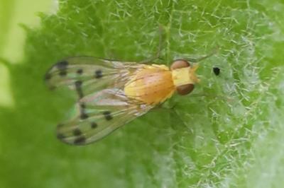 <i>Homoneura</i>