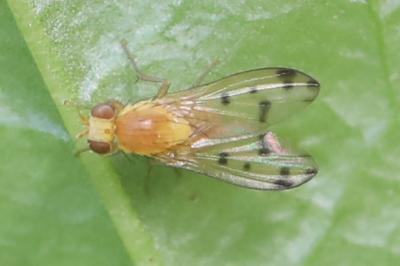 <i>Homoneura</i>